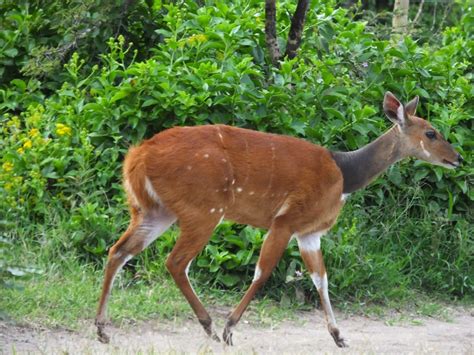 Cape Bushbuck | SIMILAR BUT DIFFERENT IN THE ANIMAL KINGDOM