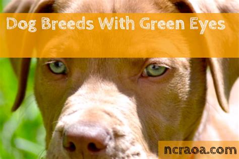 Check Out These Dog Breeds With Green Eyes | NCRAOA