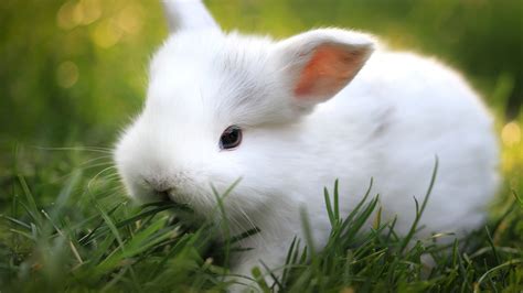 Cute Bunnies Wallpaper (65+ images)