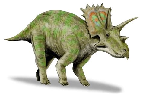 Anchiceratops Pictures & Facts - The Dinosaur Database