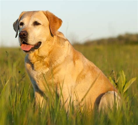 Labrador Lifespan - Tabitomo