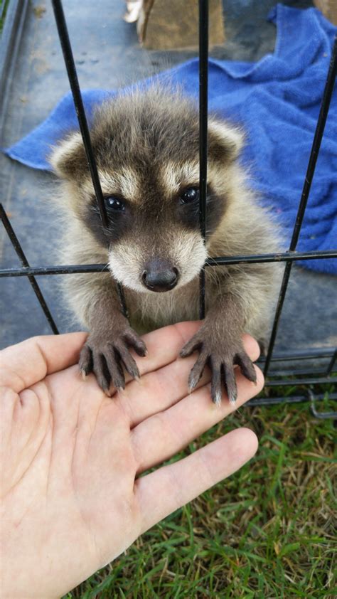 Cute little paws : r/Raccoons