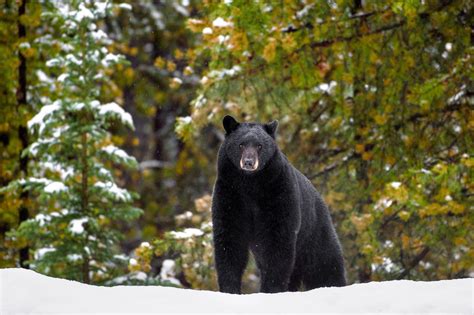 How to Photograph Wildlife in Banff National Park, Canada - Nature TTL