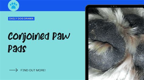 Conjoined Paw Pads: Should You be Concerned? - Canine Care Central