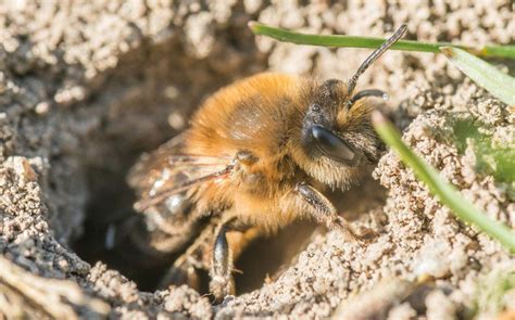 Do Carpenter Bees Build Nests Underground? | Best Bee Brothers