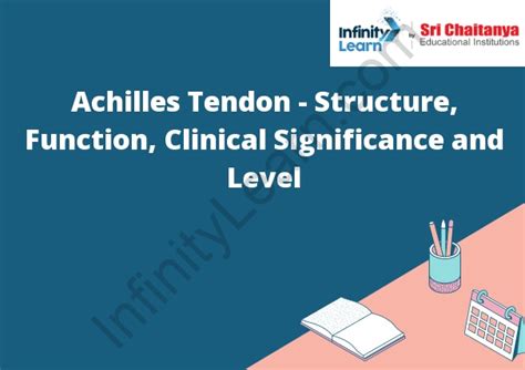 Achilles Tendon - Structure, Function, Clinical Significance and Level ...