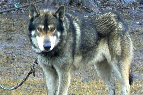 Do Wolves and Wolf Hybrids Make Good Pets? – CHECK OUT OUR BLOG