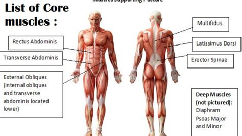 Muscle Anatomy Posters Bodybuilding Charts | lupon.gov.ph