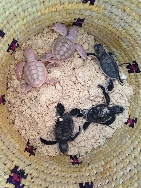 Rare albino sea turtle hatchlings discovered off Mozambique's coast ...