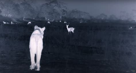 Rare Footage Shows the Clever Way Lions Hunt in Total Darkness - Nerdist