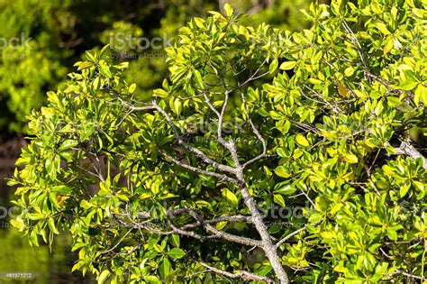 Mangroves In The Philippines Stock Photo - Download Image Now - 2015 ...