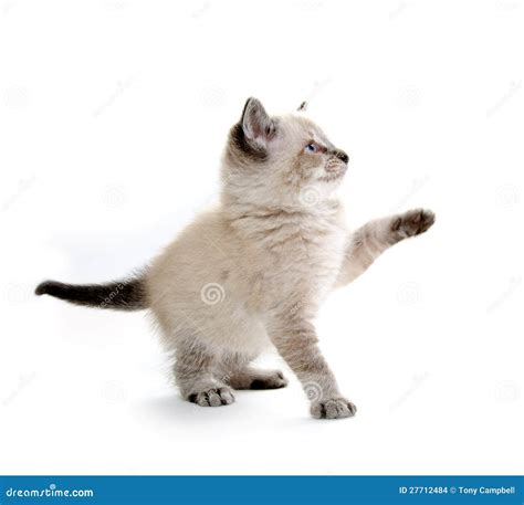 Baby kitten playing stock photo. Image of single, animal - 27712484