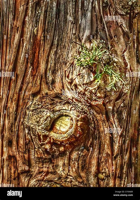 Tree knot with new growth Stock Photo - Alamy