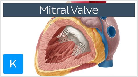 Mitral Valve - Anatomy, Function & Area - Human Anatomy | Kenhub - YouTube