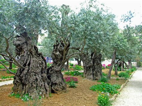 Old Olive Trees in Gethsemane Garden next to Church of Gethsemane ...