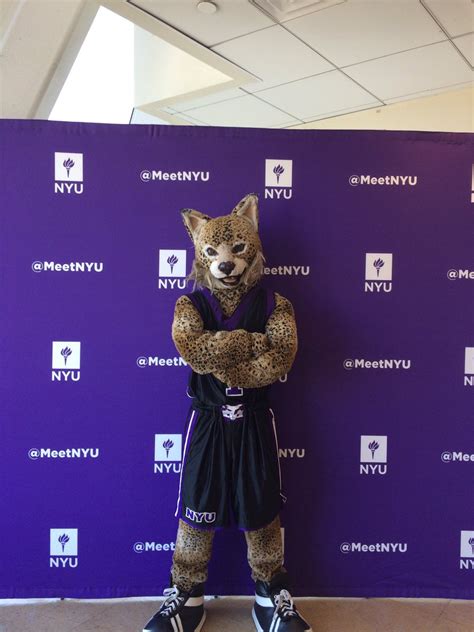 Nyu: Bobcat Nyu