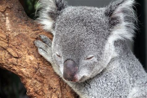 Close-up Photo of Koala Bear · Free Stock Photo