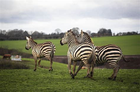 Grant’s Zebra - Jimmys Farm, Zoo & Wildlife Park