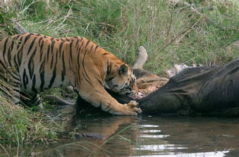 20 Things Tigers Like to Eat Most (Diet & Facts)