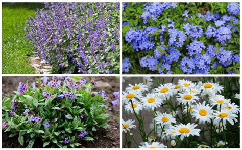 10 Best Border Perennials - Garden Lovers Club