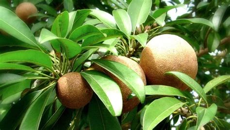 10 Best Health and Beauty Benefits of Sapota Fruit