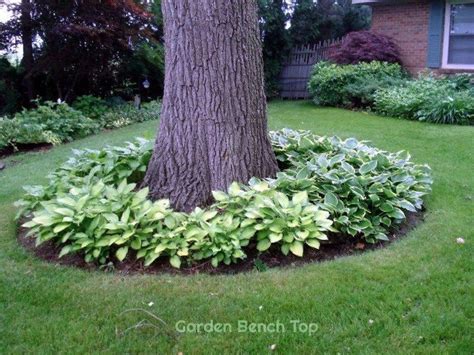 Hostas Around Trees Ideas and Pictures (Care & Tips) | Garden Bench Top