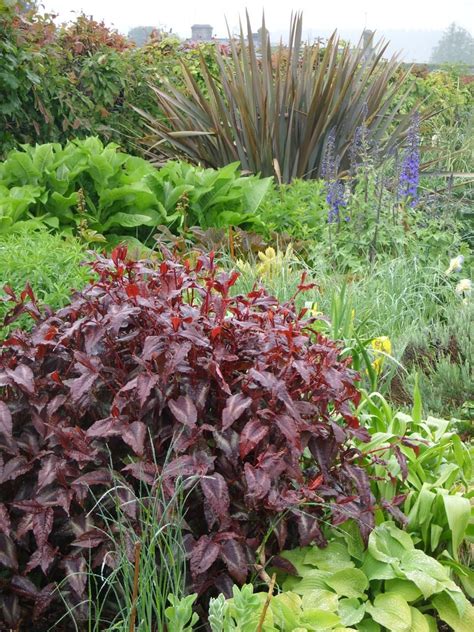 Burgundy Plants and Flowers | HGTV Landscape Design, Garden Design, Hgtv Garden, Front ...