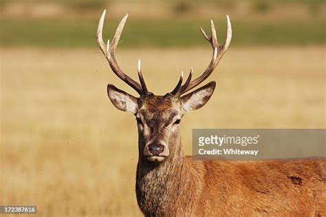 67 Hart Deer Stock Photos, High-Res Pictures, and Images - Getty Images