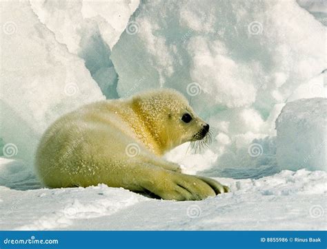 Harp Seal Pup stock photo. Image of white, soft, seal - 8855986