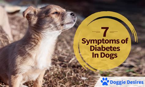 Symptoms of Diabetes in Dogs