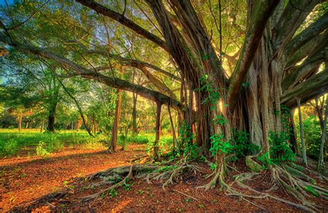 The Sanctity of the Banyan Tree in Hinduism