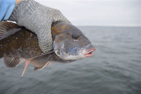 A Simple Way To Catch Tautog During The Spring On Cape Cod