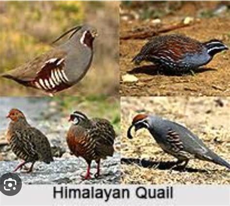 Himalayan Quail most endangered birds species of India - beyondindia