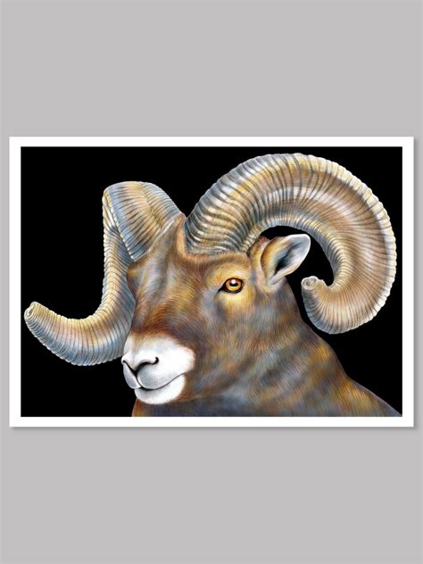 Bighorn Sheep Colored Pencil Drawing — Tim Jeffs Art