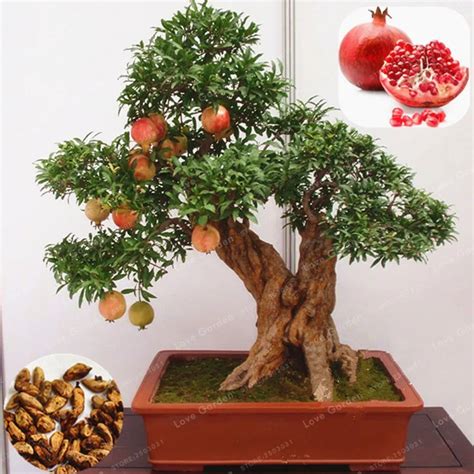 20 Pcs/Bag Bonsai Pomegranate Bonsai Delicious Fruit Bonsai Fruit Tree ...