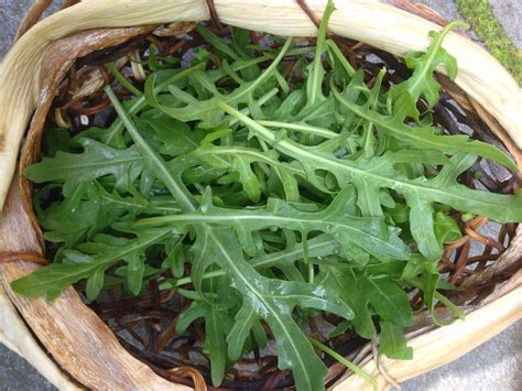 Arugula, 'Rucola' | Uprising Seeds