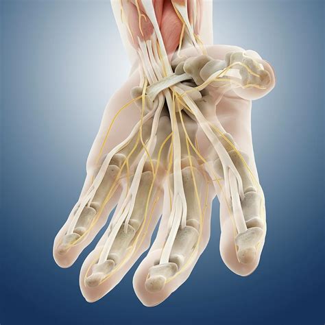 Carpal Tunnel Wrist Anatomy Photograph by Springer Medizin - Pixels