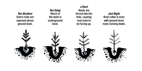 Tree Seedling Planting Instructions - Engledow Group