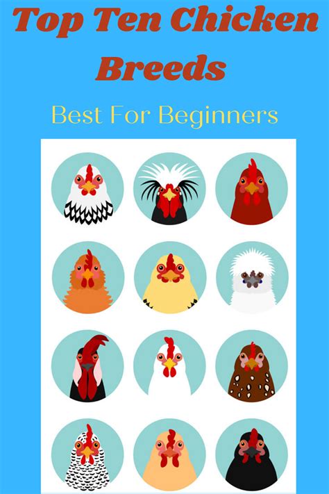 If you're new to raising chickens, learn about the best chicken breeds ...