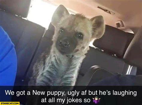 Hyena we got a new puppy, ugly but he’s laughing at all my jokes | StareCat.com