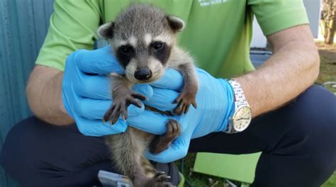 How Can I Tell If A Raccoon Has Babies? | Skedaddle