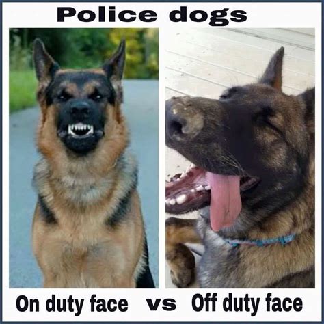 K9 Police Dogs Humor, Cops Humor, Police K9, Police Jokes, Funny Police, Support Police, Police ...