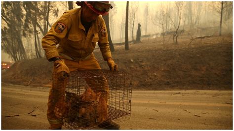 California Wildfires Animal Rescues [PHOTOS & VIDEO]