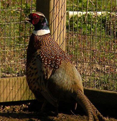 Poultry - Pheasant Hatching Eggs