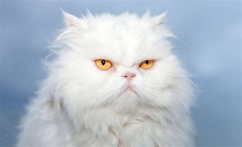 White Fluffy Cats Breeds