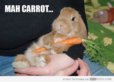 My carrot - Cute and funny bunny hugging his carrot. | Funny bunny's | Pinterest | Funny bunnies