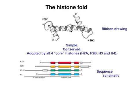 PPT - DNA packaging summary PowerPoint Presentation, free download - ID ...