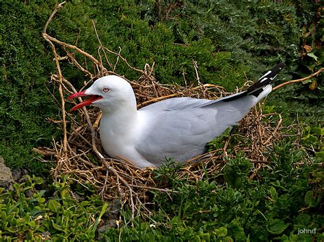 "Seagull nesting, Phillip Island, Victoria." by johnrf | Redbubble