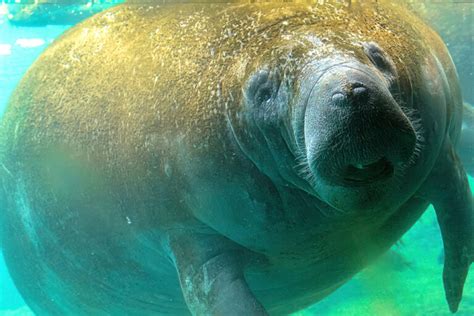 Manatee Facts