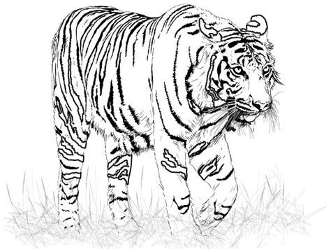 Tigers Coloring Pages Coloring Kids - Coloring Kids